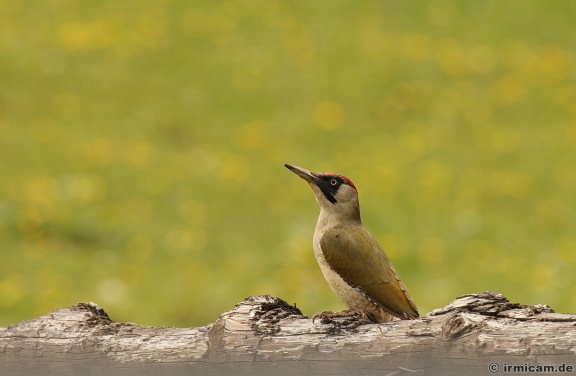 grnspecht tamron 150-600