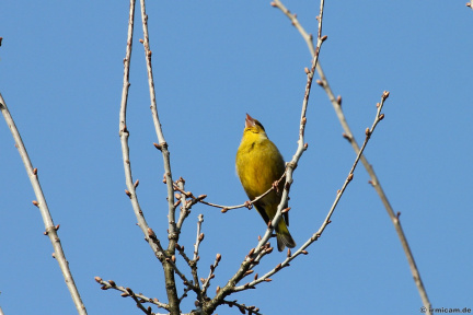 Grünfink trällert ein Liedchen