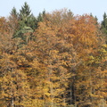 bunte Herbstbäume