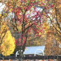 bunte Herbstbäume
