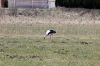Storch
